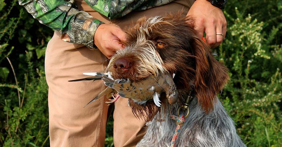 Hunting License & Description